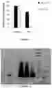 Fig. 03 - Method of treating a liver disease comprising administering ostreolysin orfunctionally related variant thereof