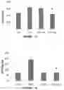 Fig. 12 - Method of treating a liver disease comprising administering ostreolysin orfunctionally related variant thereof