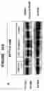 Fig. 17 - Method of treating a liver disease comprising administering ostreolysin orfunctionally related variant thereof