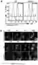 Fig. 02 - Inhibitors of LTβR-NFκB signaling pathways for treating inflammation and cancer