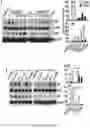 Fig. 20 - Inhibitors of LTβR-NFκB signaling pathways for treating inflammation and cancer
