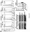 Fig. 40 - Inhibitors of LTβR-NFκB signaling pathways for treating inflammation and cancer