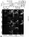 Fig. 41 - Inhibitors of LTβR-NFκB signaling pathways for treating inflammation and cancer