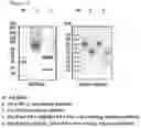 Fig. 02 - Protein complex by use of a specific site of an immunoglobulin fragment for linkage