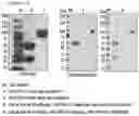 Fig. 03 - Protein complex by use of a specific site of an immunoglobulin fragment for linkage