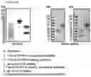 Fig. 04 - Protein complex by use of a specific site of an immunoglobulin fragment for linkage
