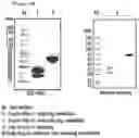 Fig. 05 - Protein complex by use of a specific site of an immunoglobulin fragment for linkage