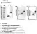 Fig. 07 - Protein complex by use of a specific site of an immunoglobulin fragment for linkage