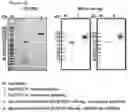 Fig. 08 - Protein complex by use of a specific site of an immunoglobulin fragment for linkage