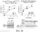 Fig. 08 - Mutant huntingtin-mediated protein dysfunction