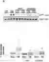 Fig. 01 - Compositions and methods for treatment of uremic cardiomyopathy