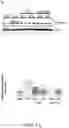 Fig. 02 - Compositions and methods for treatment of uremic cardiomyopathy