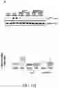Fig. 03 - Compositions and methods for treatment of uremic cardiomyopathy