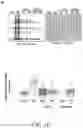 Fig. 05 - Compositions and methods for treatment of uremic cardiomyopathy