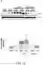Fig. 06 - Compositions and methods for treatment of uremic cardiomyopathy