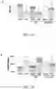 Fig. 08 - Compositions and methods for treatment of uremic cardiomyopathy
