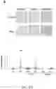 Fig. 11 - Compositions and methods for treatment of uremic cardiomyopathy