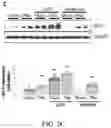 Fig. 13 - Compositions and methods for treatment of uremic cardiomyopathy