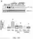 Fig. 14 - Compositions and methods for treatment of uremic cardiomyopathy