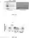 Fig. 16 - Compositions and methods for treatment of uremic cardiomyopathy