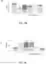 Fig. 19 - Compositions and methods for treatment of uremic cardiomyopathy