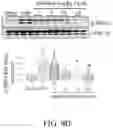 Fig. 25 - Compositions and methods for treatment of uremic cardiomyopathy