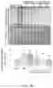 Fig. 26 - Compositions and methods for treatment of uremic cardiomyopathy