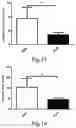 Fig. 06 - Method for preventing and treating fatty liver