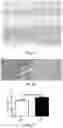 Fig. 07 - Method for preventing and treating fatty liver