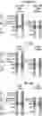 Fig. 01 - Methods and compositions related to a tissue factor-targeting IGG3 immunoconjugates