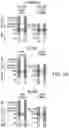 Fig. 02 - Methods and compositions related to a tissue factor-targeting IGG3 immunoconjugates
