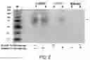 Fig. 04 - Methods and compositions related to a tissue factor-targeting IGG3 immunoconjugates