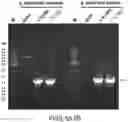 Fig. 12 - Methods and compositions related to a tissue factor-targeting IGG3 immunoconjugates