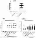 Fig. 28 - COMPOSITIONS AND METHODS FOR TREATING NRP2-ASSOCIATED DISEASES