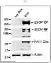 Fig. 02 - VLP-based bivalent Ebola vaccines and methods of making and using same
