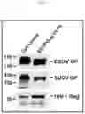 Fig. 03 - VLP-based bivalent Ebola vaccines and methods of making and using same