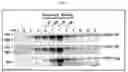 Fig. 04 - VLP-based bivalent Ebola vaccines and methods of making and using same