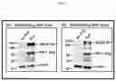 Fig. 02 - VLP-BASED MONOVALENT EBOLA VACCINES AND METHODS OF MAKING AND USING SAME