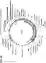 Fig. 19 - Treatment method utilizing chikungunya virus (CHIKV) virus-like particles (VLPS) comprising the C, E2 and E1 structural proteins