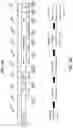 Fig. 05 - Attenuated mutant dengue viruses comprising a mutation in the NS5 non-structural protein