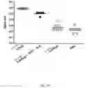 Fig. 33 - Pharmaceutical composition comprising a polymeric carrier cargo complex and at least one protein or peptide antigen