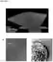 Fig. 03 - Dendrimer conjugates for coating cells