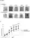 Fig. 08 - Dendrimer conjugates for coating cells