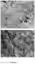 Fig. 22 - Nanoreservoir coated medical devices, biomaterials, and bioprosthetics