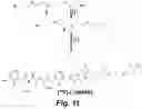 Fig. 11 - Caspase-3-triggered molecular self-assembling PET probes and uses thereof