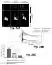 Fig. 20 - Caspase-3-triggered molecular self-assembling PET probes and uses thereof