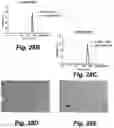 Fig. 28 - Caspase-3-triggered molecular self-assembling PET probes and uses thereof