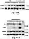 Fig. 42 - Caspase-3-triggered molecular self-assembling PET probes and uses thereof