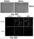 Fig. 59 - Caspase-3-triggered molecular self-assembling PET probes and uses thereof