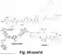 Fig. 63 - Caspase-3-triggered molecular self-assembling PET probes and uses thereof